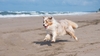 Tout pr&eacute;voir avant d&rsquo;emmener son chien &agrave; la plage
