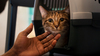 &Agrave; lire aussi&nbsp;: Voyager avec son chat en voiture