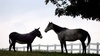 &Agrave; lire aussi&nbsp;: Tout savoir avant d'adopter un cheval