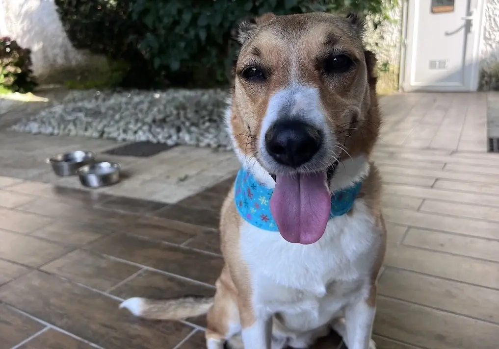 5 bonnes idées pour rafraîchir votre chien pendant l’été