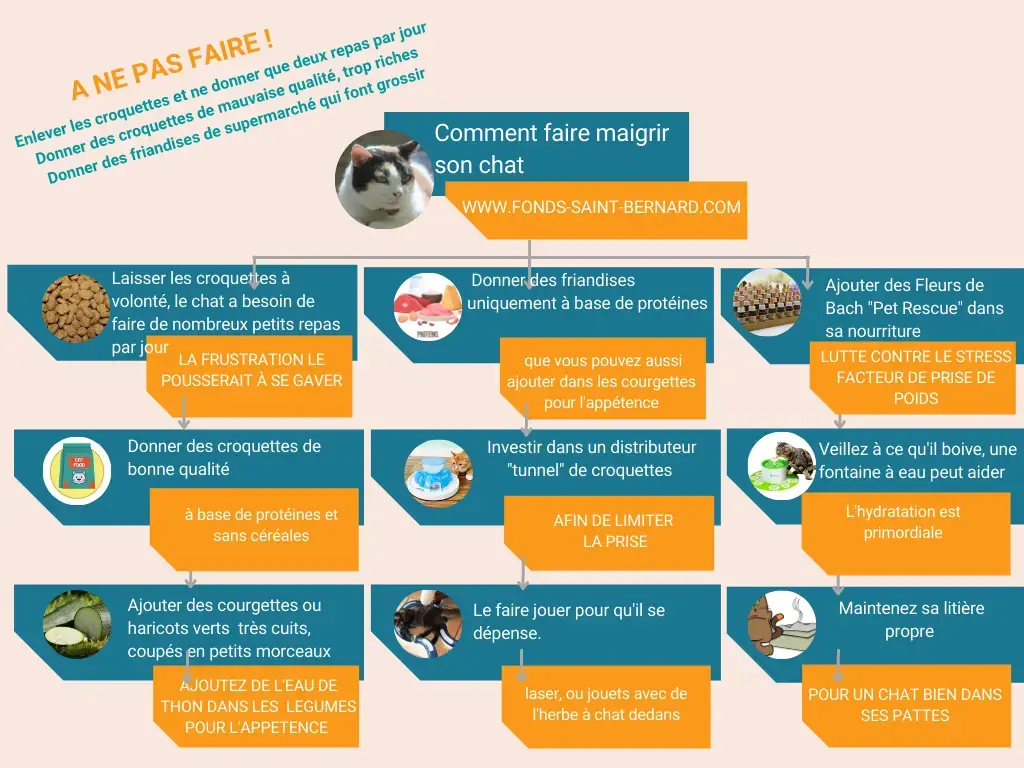 Comment faire maigrir son chat ?