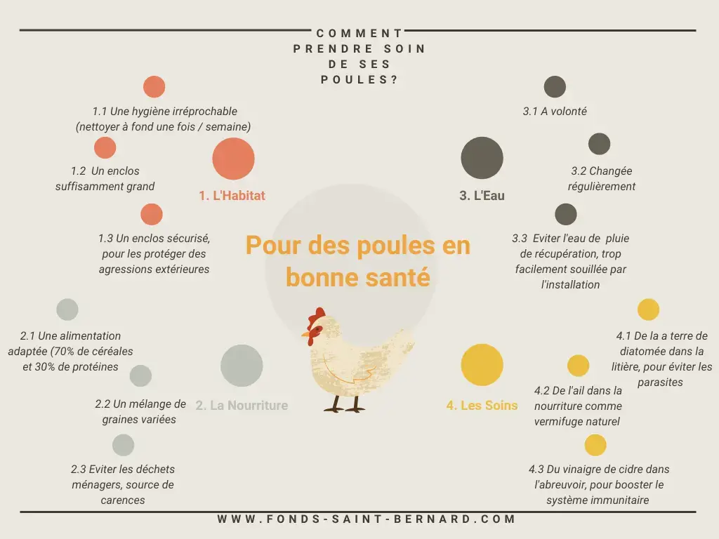 Comment prendre soin de ses poules ?