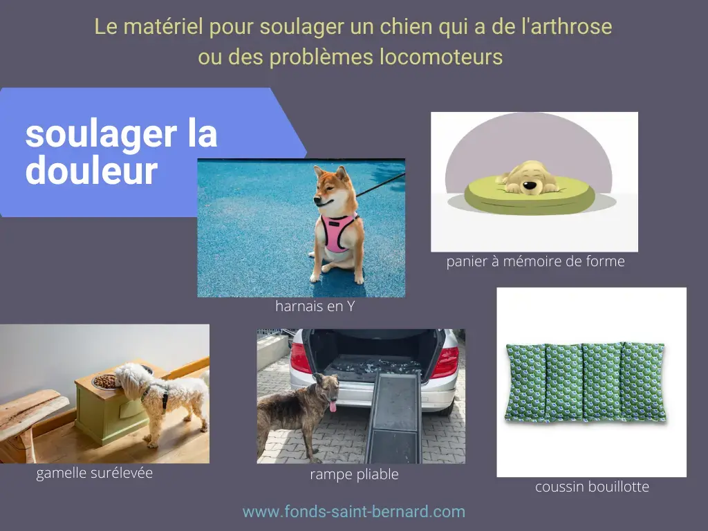 Soulager les articulations de son chien : le matériel utile pour limiter la douleur en cas d’arthrose ou problèmes locomoteurs