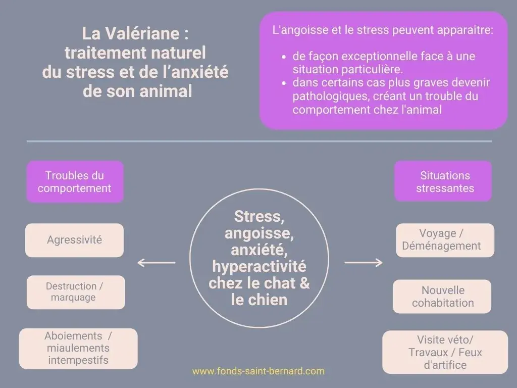 La Valériane : traitement naturel du stress et de l’anxiété de son animal