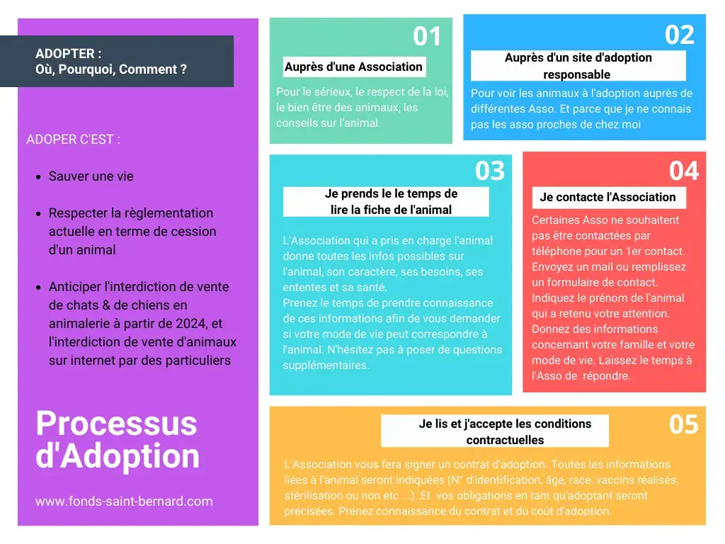 Le processus d’adoption : où et comment adopter un animal