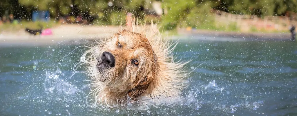 Quels sont les bienfaits de la baignade sur la santé de son chien ?