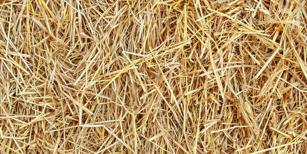 7 Conseils pour bien accueillir des chèvres