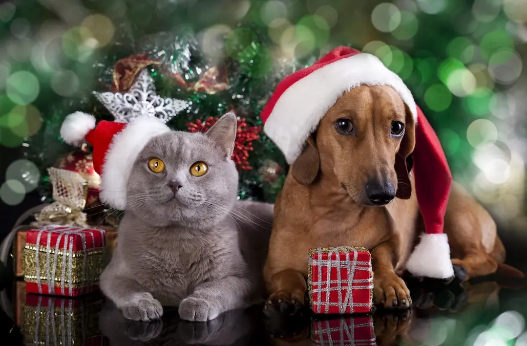 Noël : 4 bonnes raisons d’acheter des cadeaux à son animal de compagnie