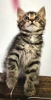 Adopter  chat : Drina