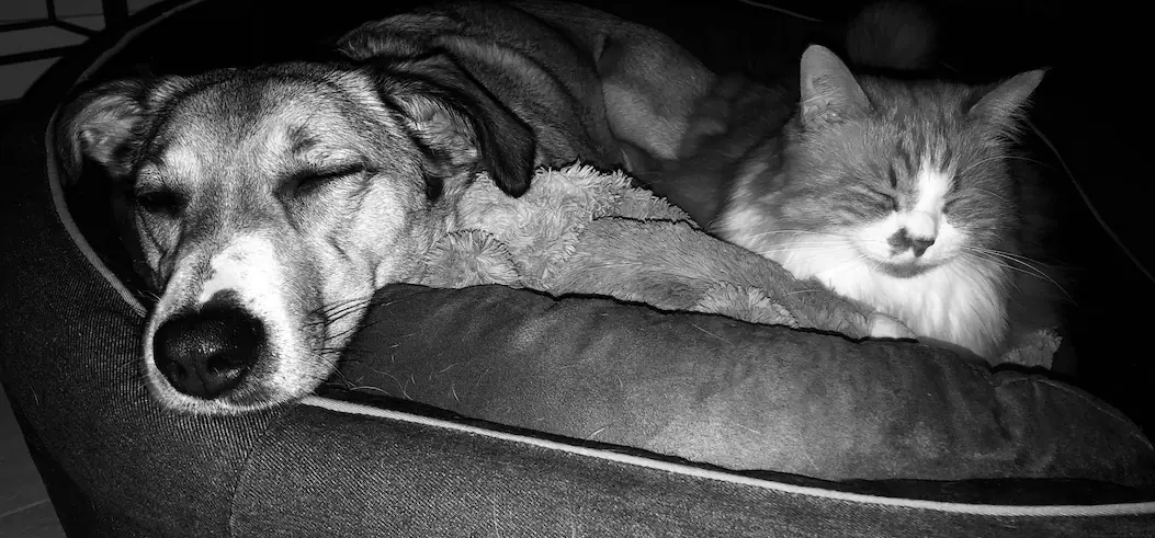 Comme chien et chat&nbsp;! une histoire d&rsquo;amour&nbsp;: t&eacute;moignage