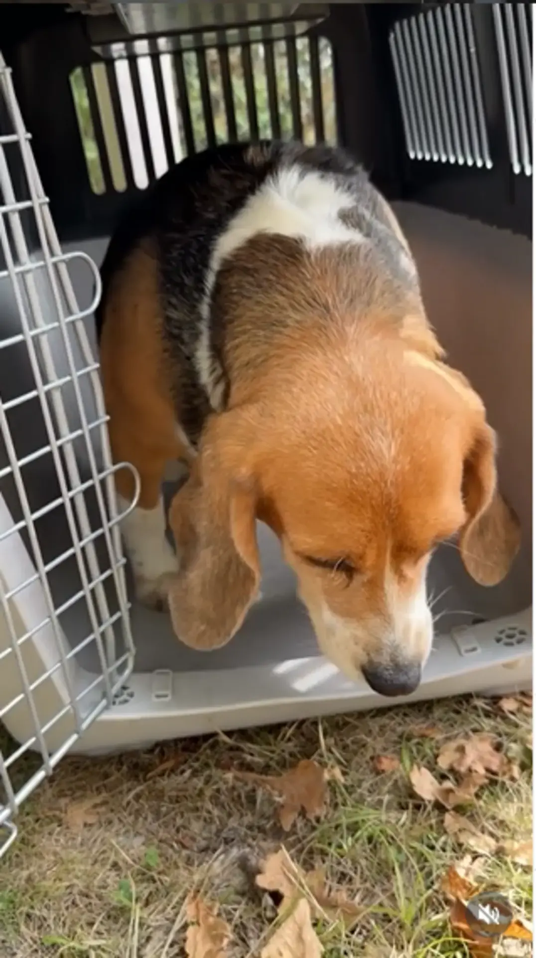 Sauv&eacute; d'un laboratoire, un Beagle d&eacute;couvre l'herbe pour la premi&egrave;re fois