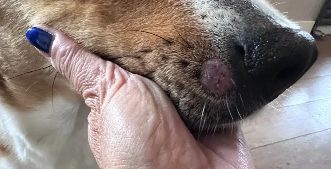 Mon chien a un bouton : s’agit-il d’un Histiocytome cutané ?