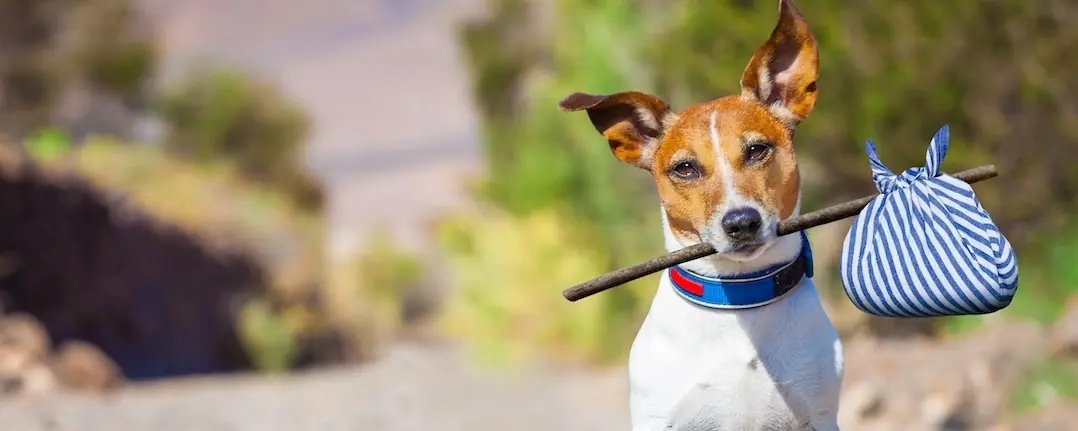 La face sombre de l’été : quand l’animal devient encombrant