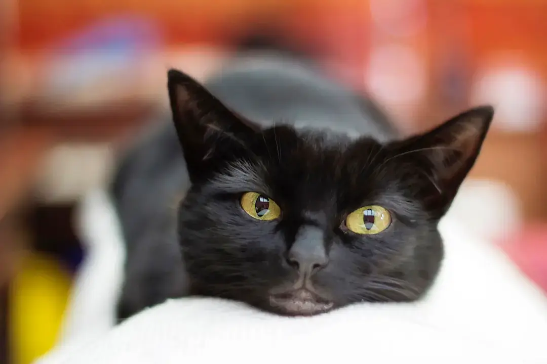 9 bonnes raisons d’adopter un chat noir