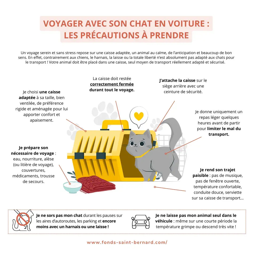 Voyager avec son chat en voiture : les précautions à prendre