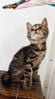 Adopter  chat : Zola