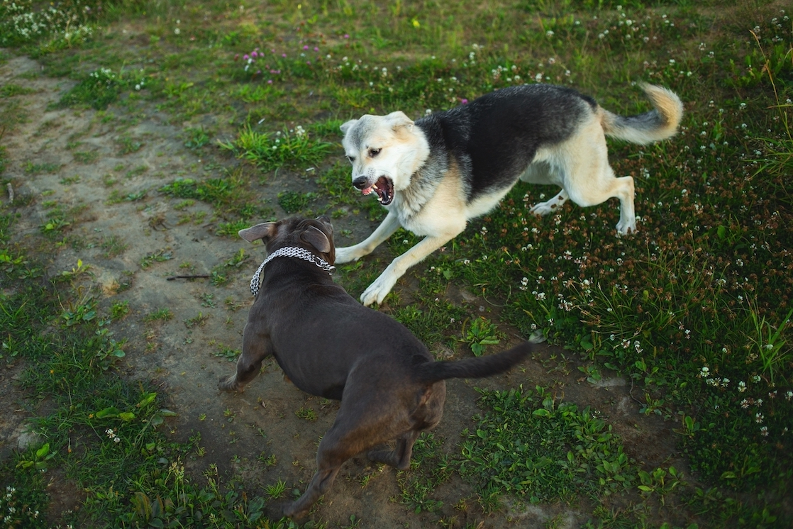 Mon chien a mordu un autre chien : Responsabilité et Indemnisation
