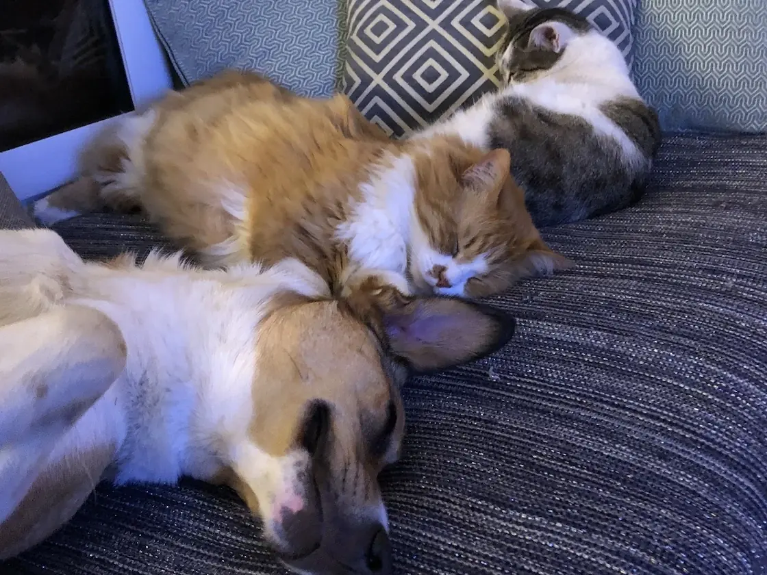 Comme chien et chat&nbsp;! une histoire d&rsquo;amour&nbsp;: t&eacute;moignage