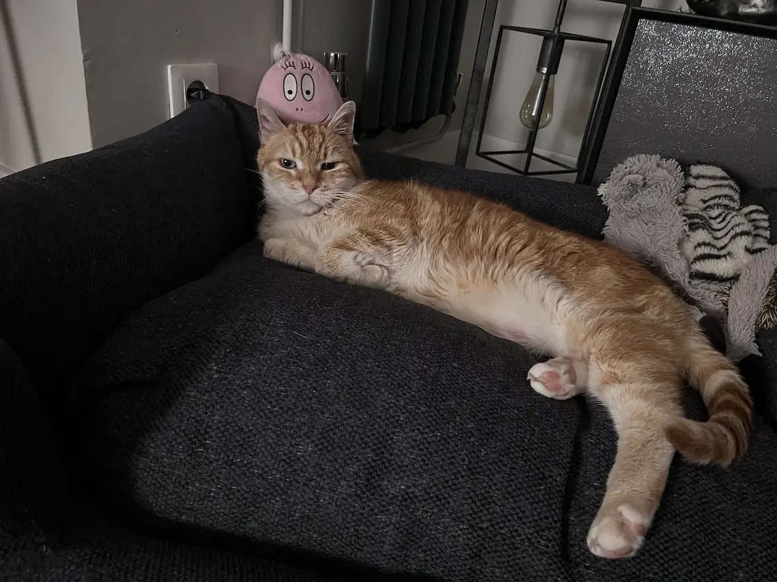 5 idées reçues sur les chats seniors 