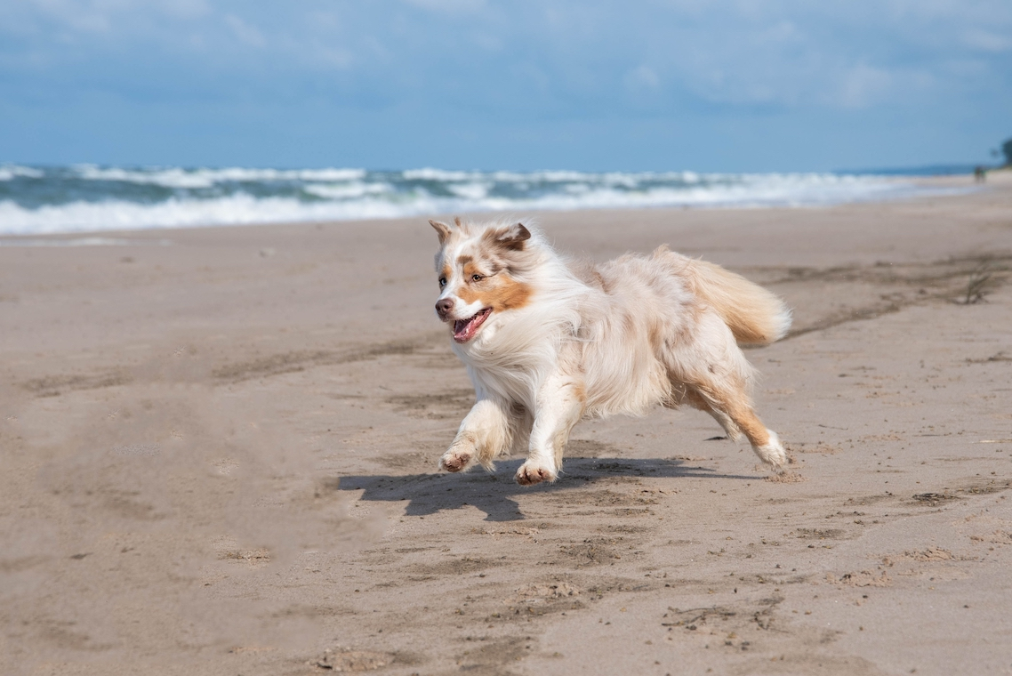 Tout prévoir avant d’emmener son chien à la plage