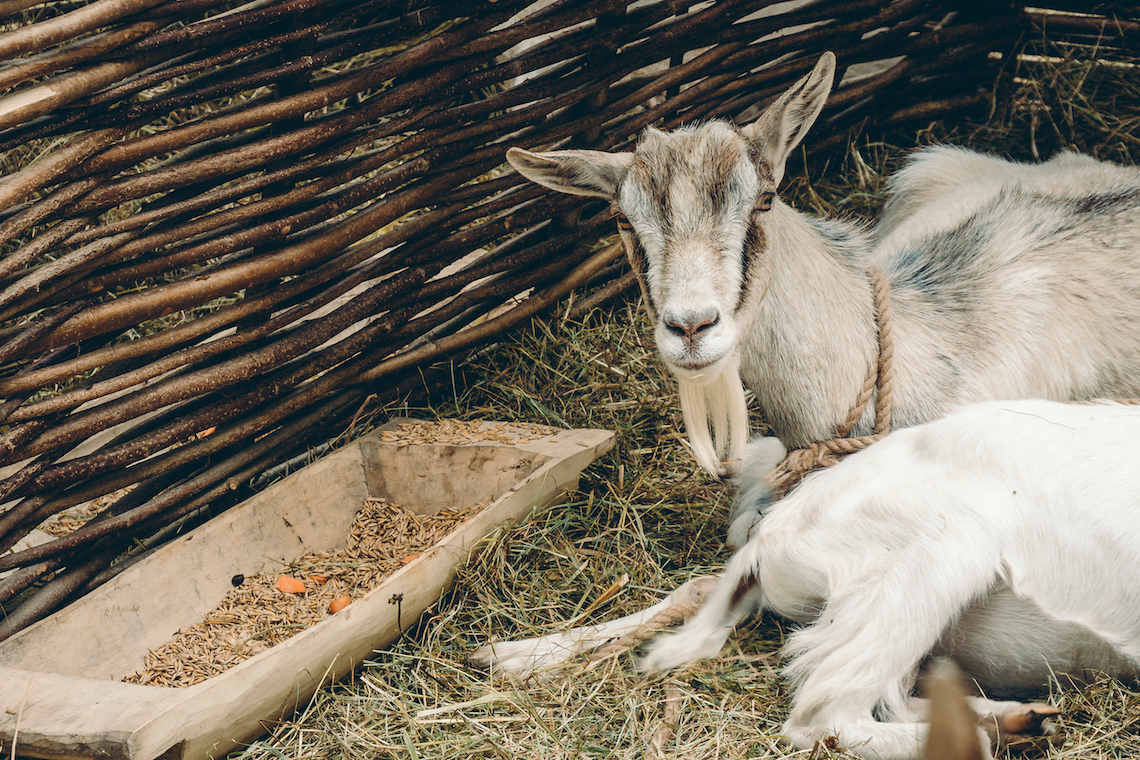 7 Conseils pour bien accueillir des chèvres
