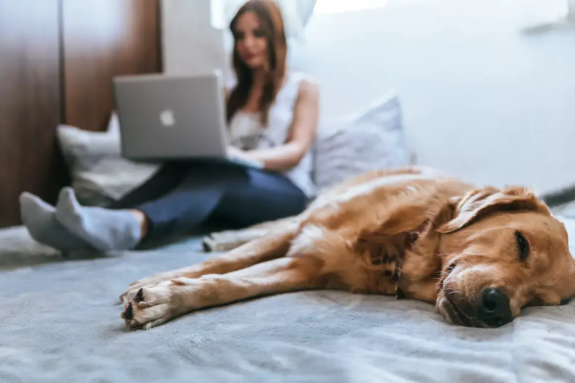 Covid-19 et télé-travail : Nos astuces pour préparer sereinement votre chien, votre chat ou votre rongeur à la fin du confinement