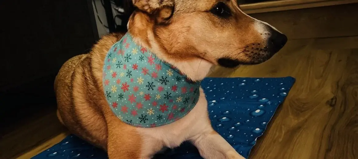 5 bonnes idées pour rafraîchir votre chien pendant l’été