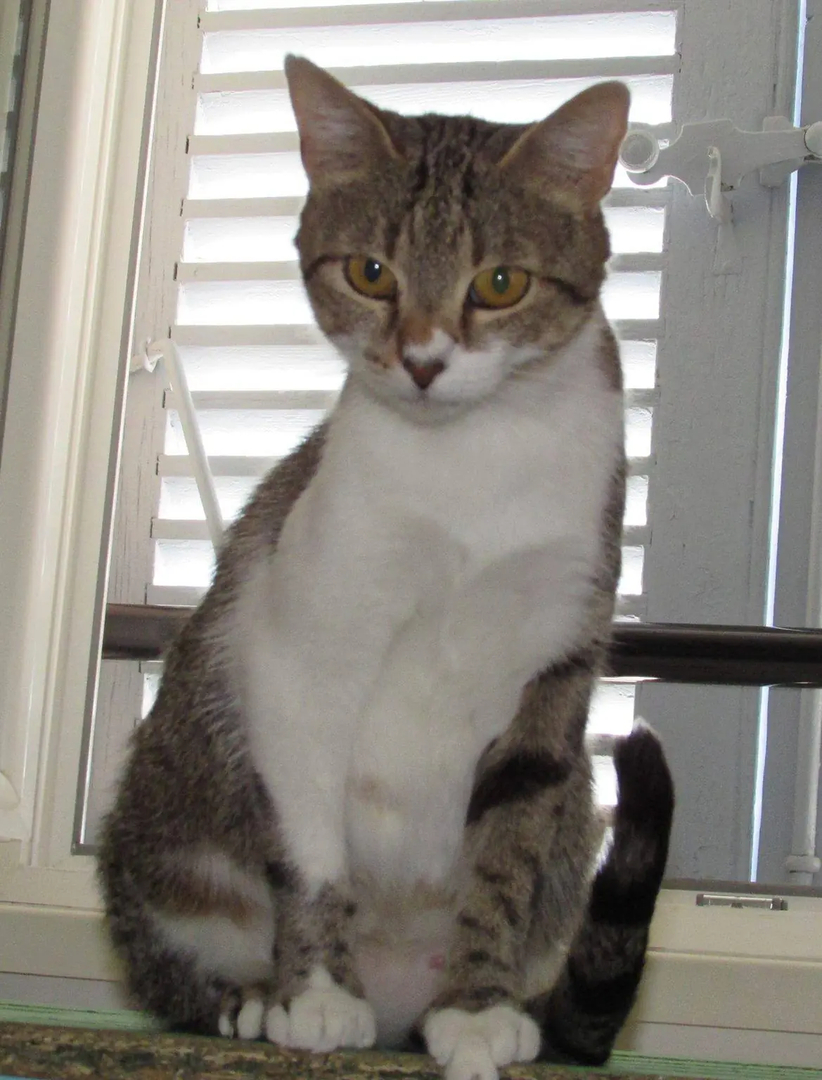 Au bonheur des chats : le neko café solidaire