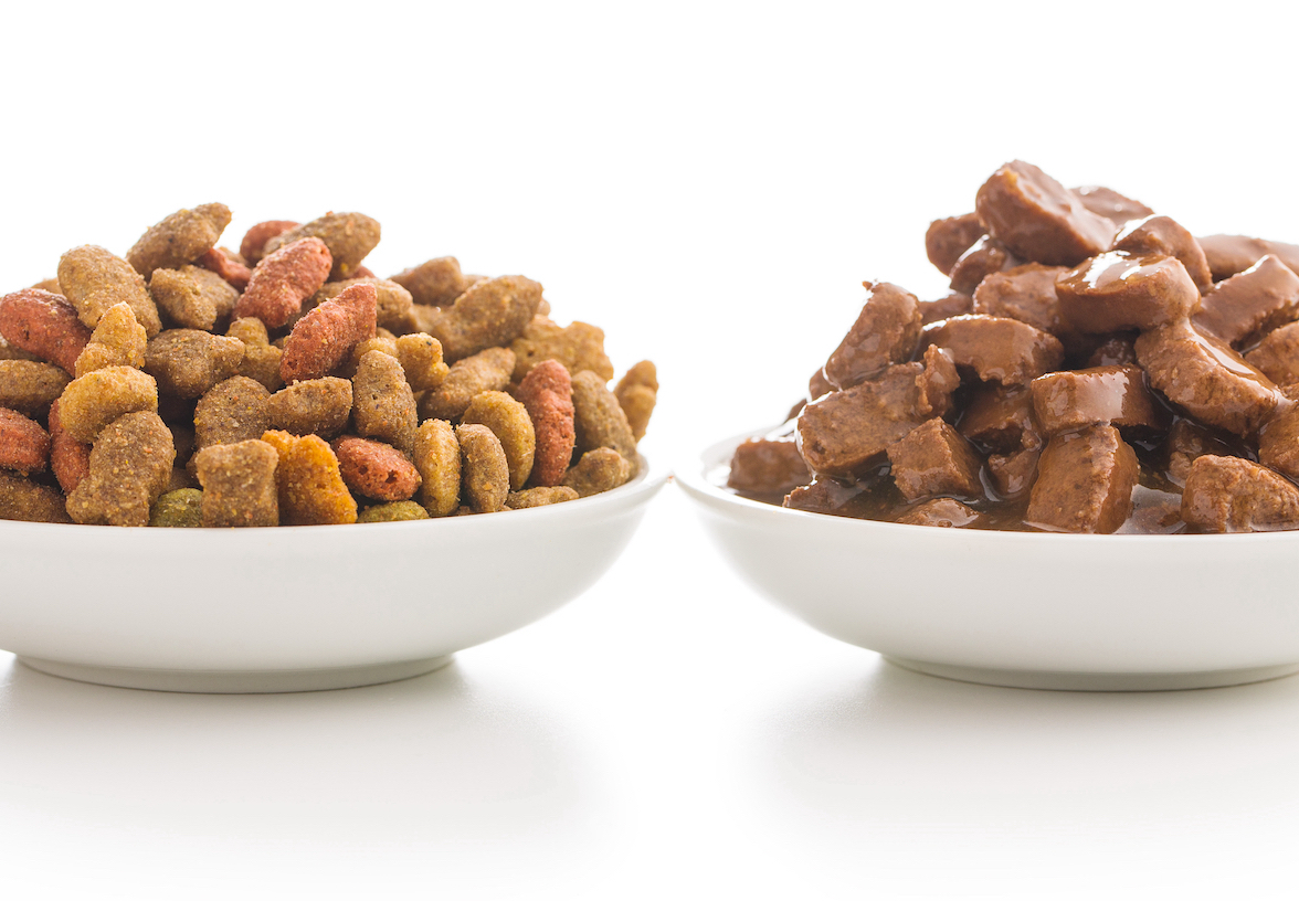 Quels sont les risques d’une mauvaise alimentation pour votre chat ?