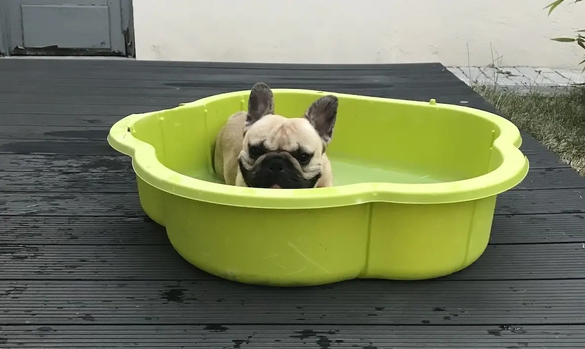 5 bonnes idées pour rafraîchir votre chien pendant l’été