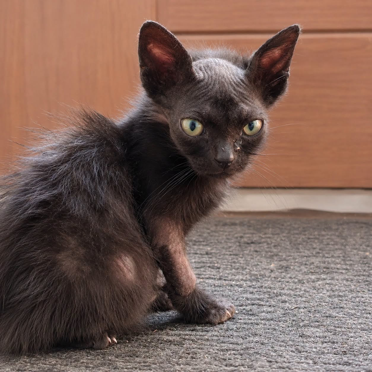 Adoption ACTI