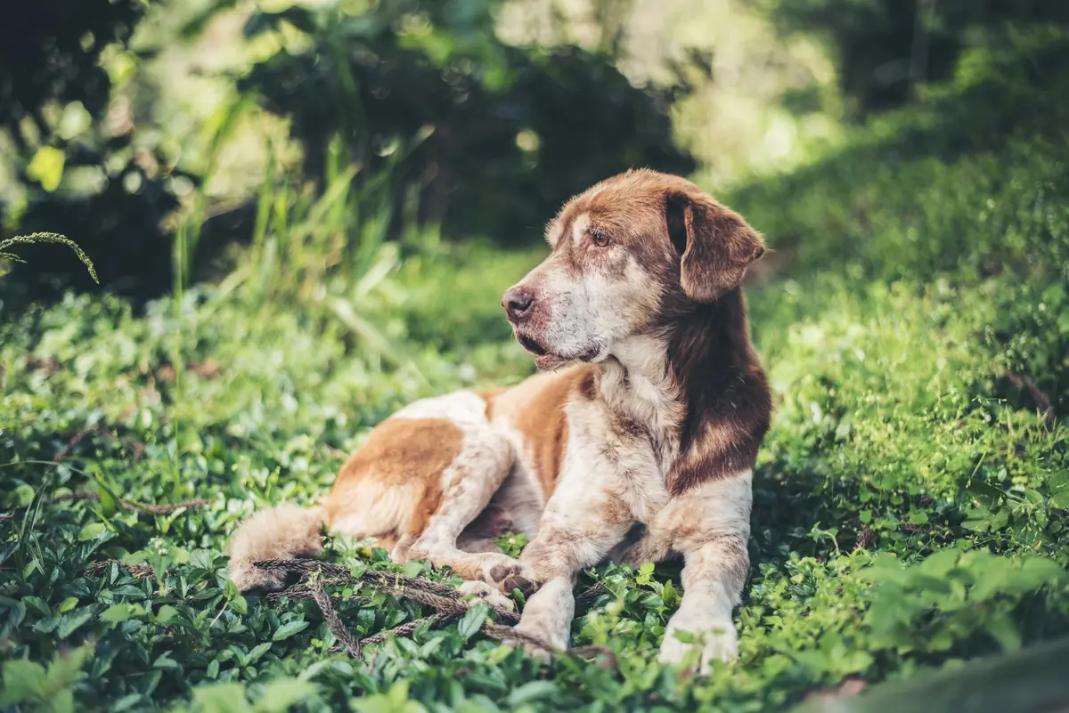 un chien senior adopt&eacute; couch&eacute; dans l'herbe