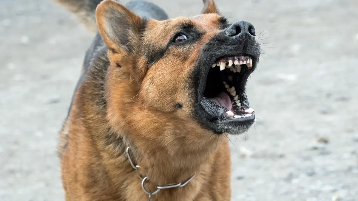 chien agressif et r&eacute;actif qui aboie et grogne pour attaquer