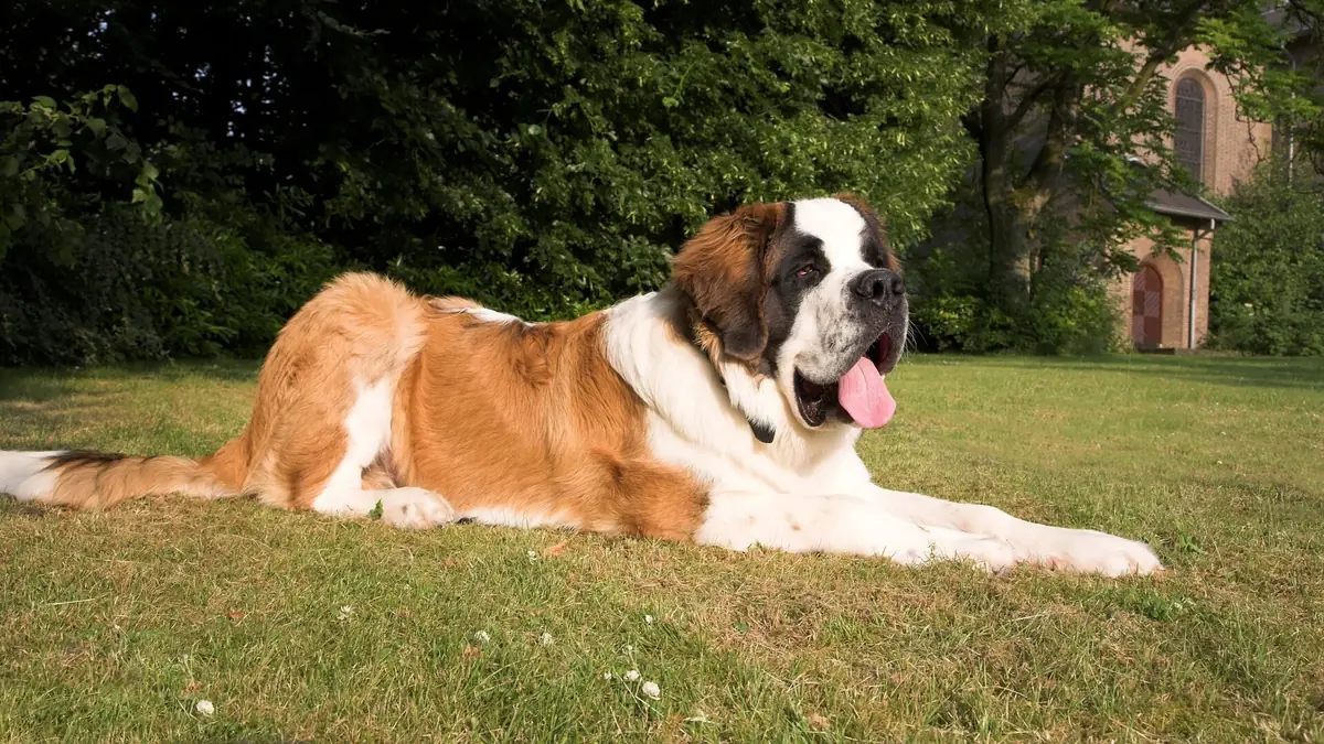 5 races de chiens g&eacute;ants qui impressionnent par leur taille