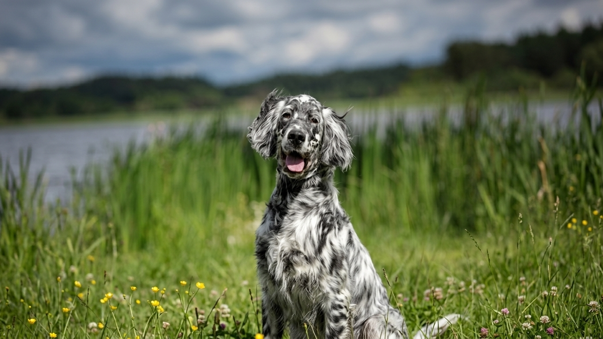 chien de race setter anglais adulte &agrave; l'adoption en refuge