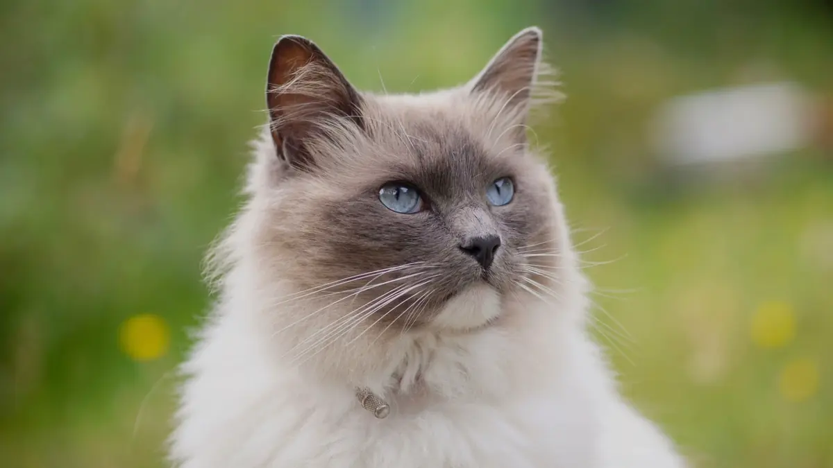 chat de race ragdoll &agrave; adopter en refuge