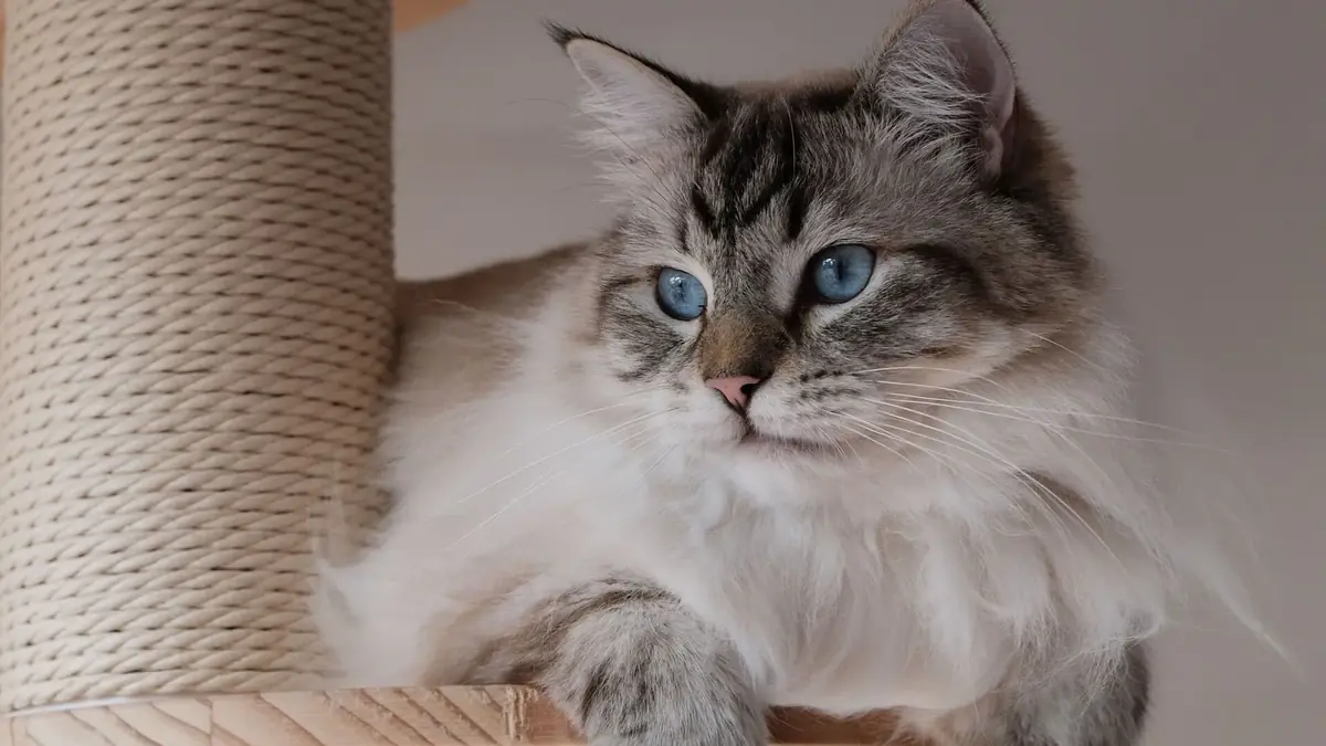 un chat sib&eacute;rien hypoallerg&eacute;nique