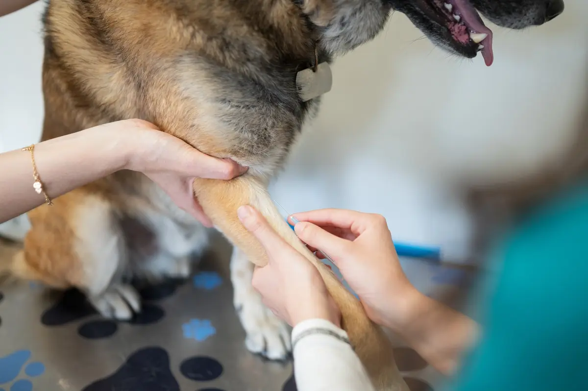 un chien chez le v&eacute;t&eacute;rinaire, signes et soin tendinite