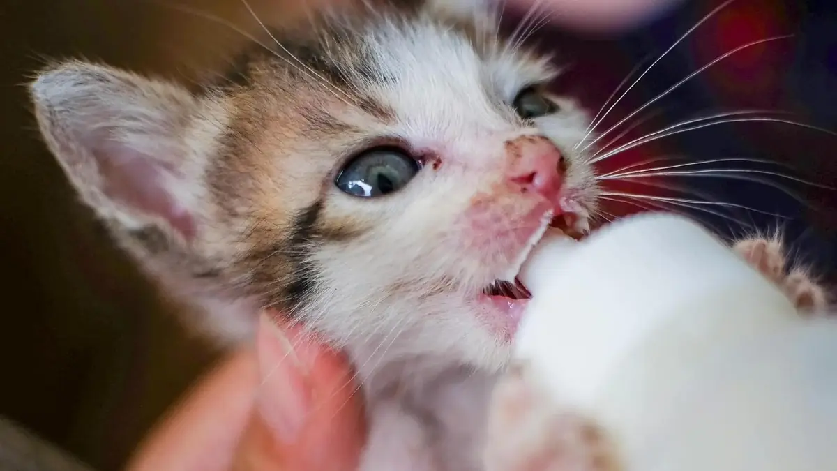 chaton trouv&eacute; abandonn&eacute; et recueilli qui est nourri au biberon