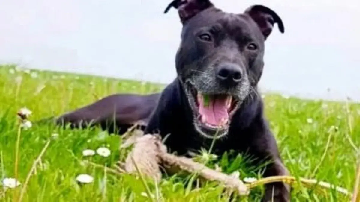 chien american pittbull terrier dans l'herbe
