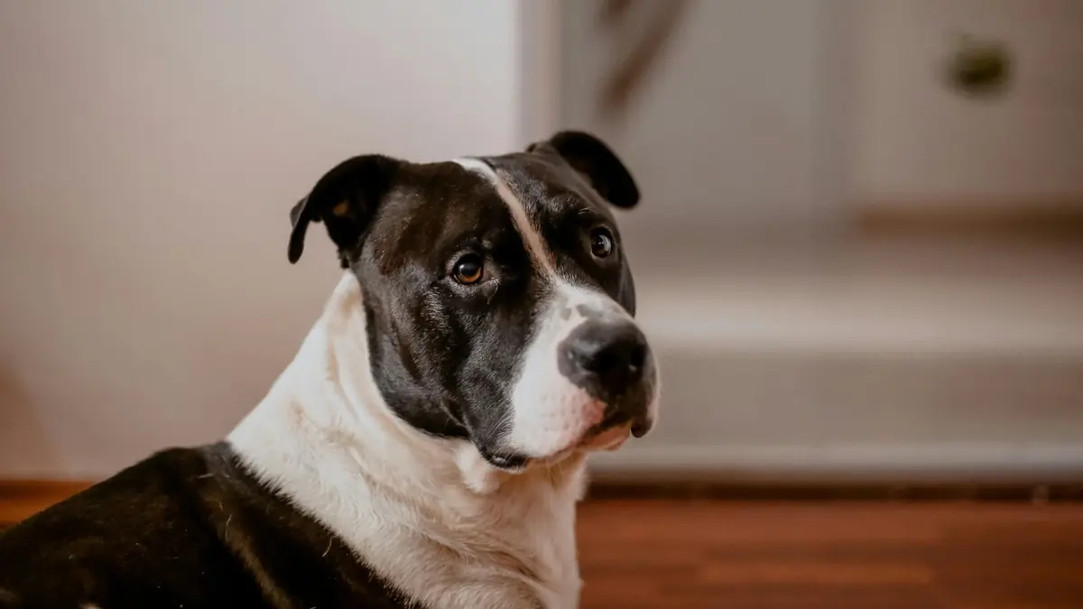 chien type molosse