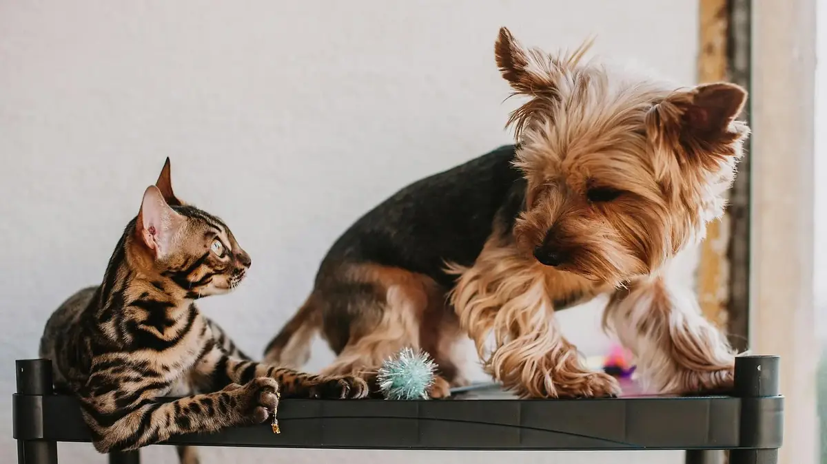chat et chien de race r&eacute;glement&eacute;e en Europe