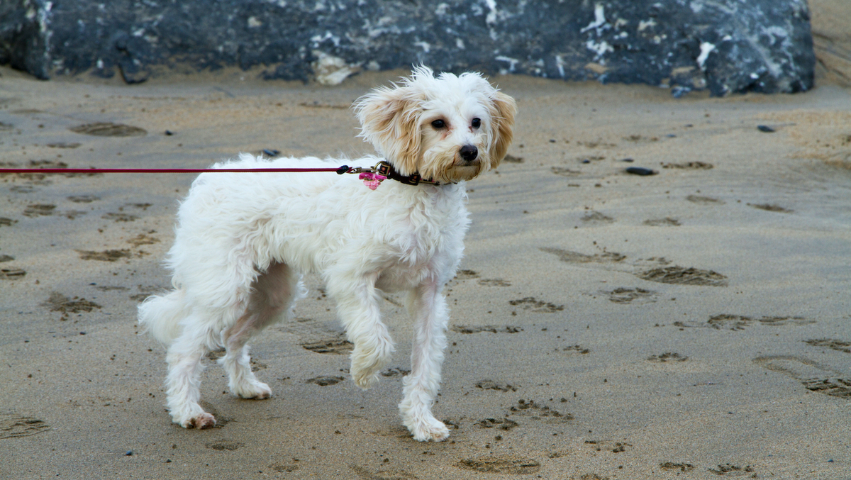 chien de race qui boite et qui a du mal &agrave; marcher