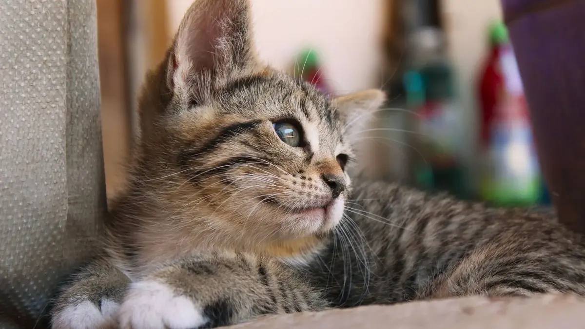 un chat qui a &eacute;t&eacute; identifi&eacute;