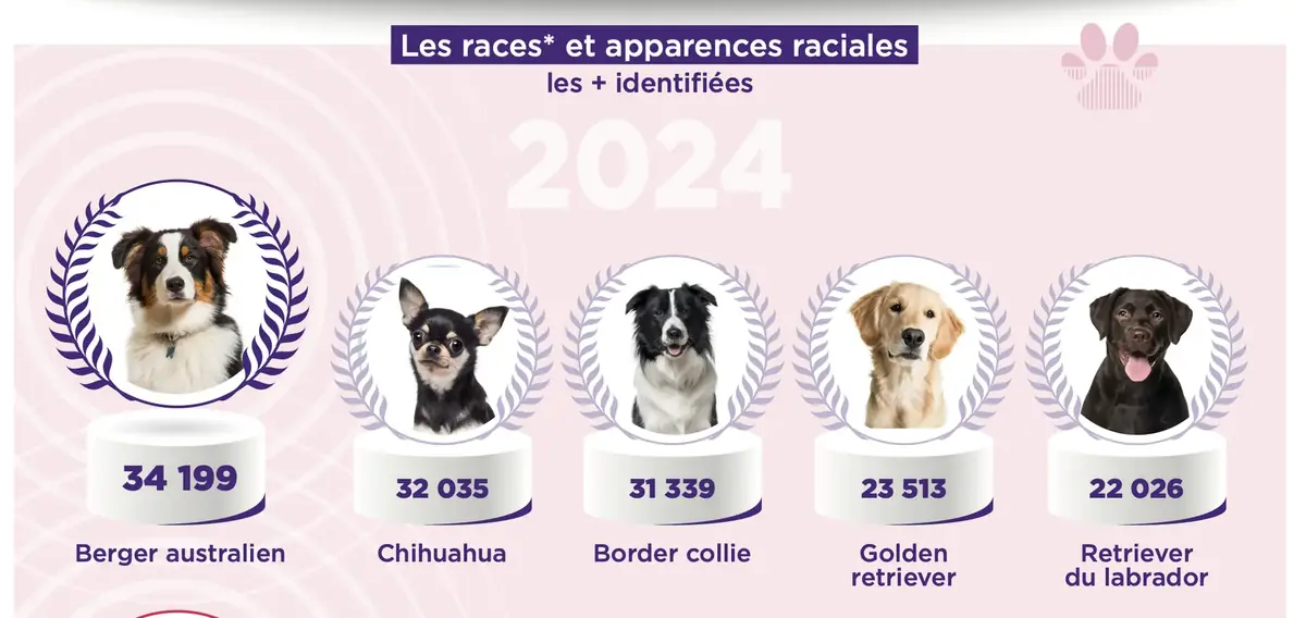 classement races pr&eacute;f&eacute;r&eacute;es fran&ccedil;ais