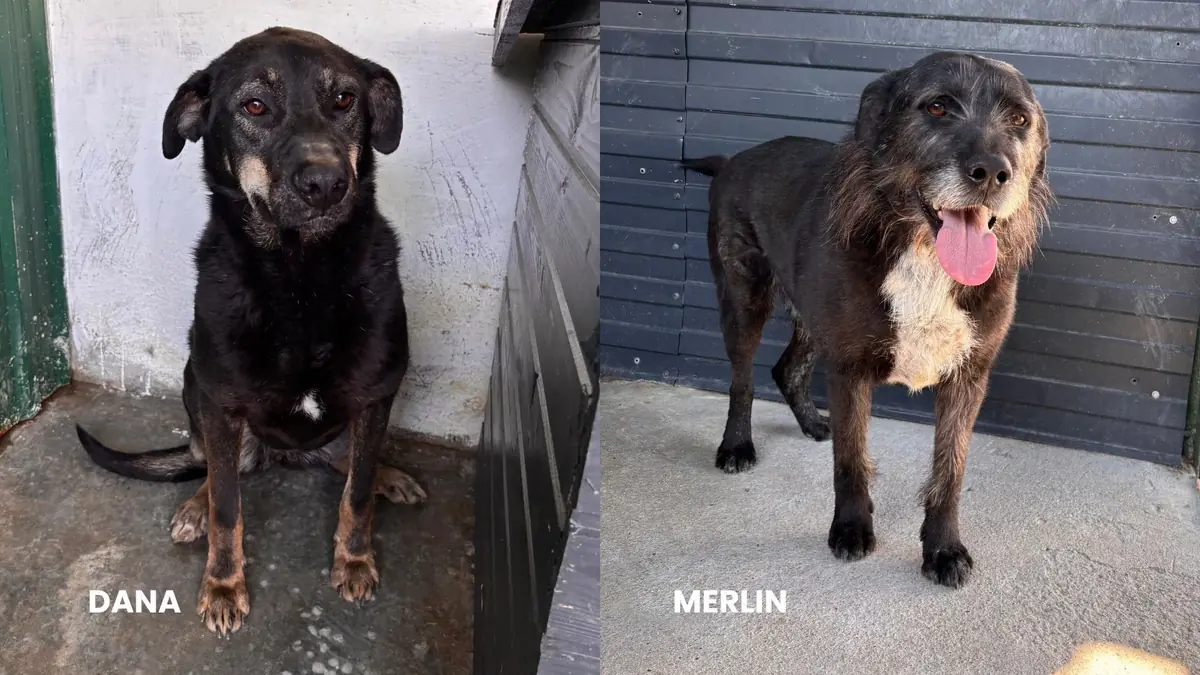 deux chiens