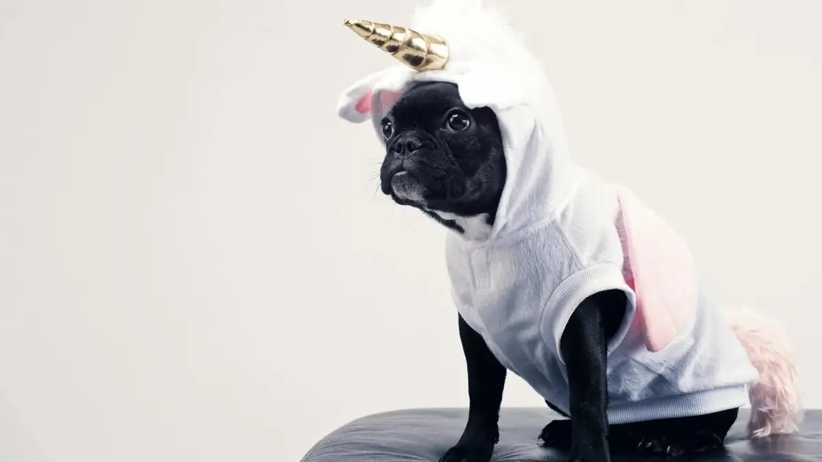 un chien d&eacute;guis&eacute; pour les r&eacute;seaux sociaux