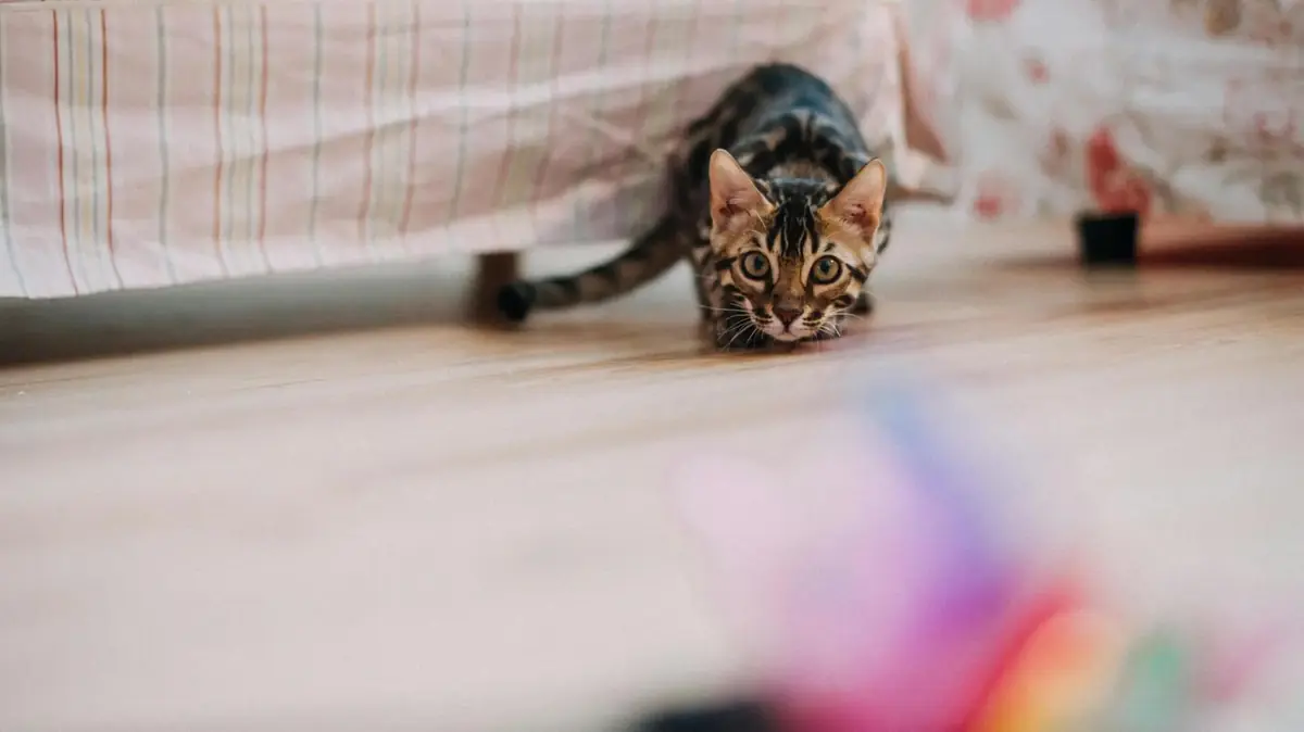 un chat qui chasse en appartement