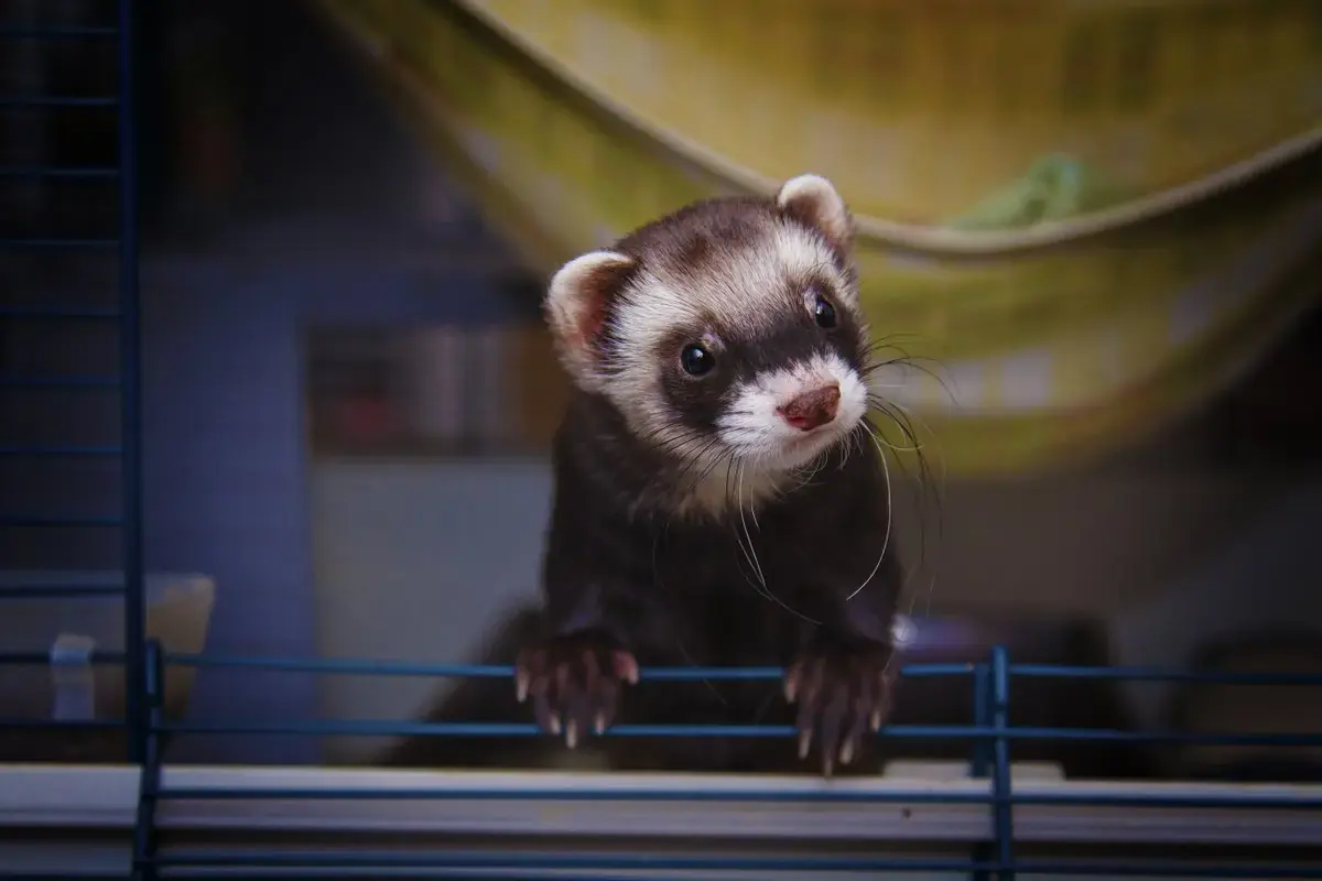 Guide d’adoption du furet