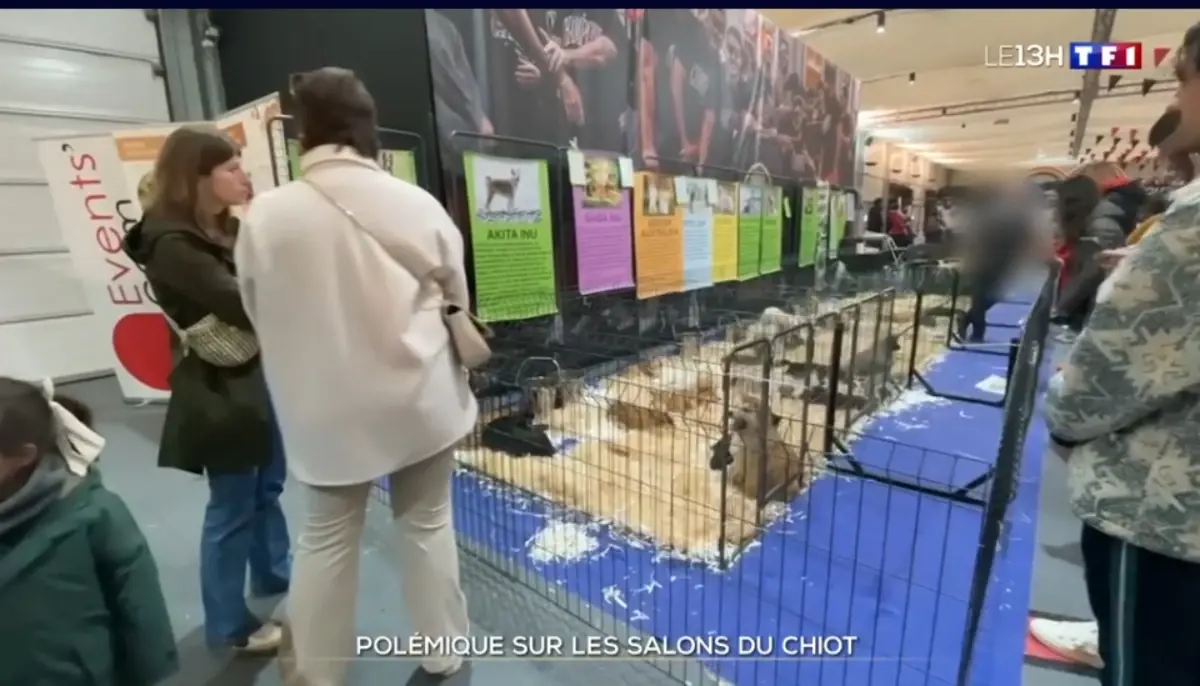 Exemple d'un salon du chiot / reportage TF1